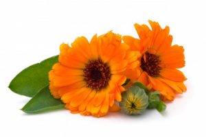 calendula